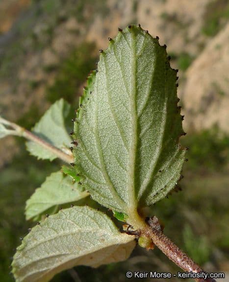 Ceanothus plstnatý 14