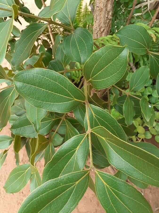 Kalaja-Chinarinde