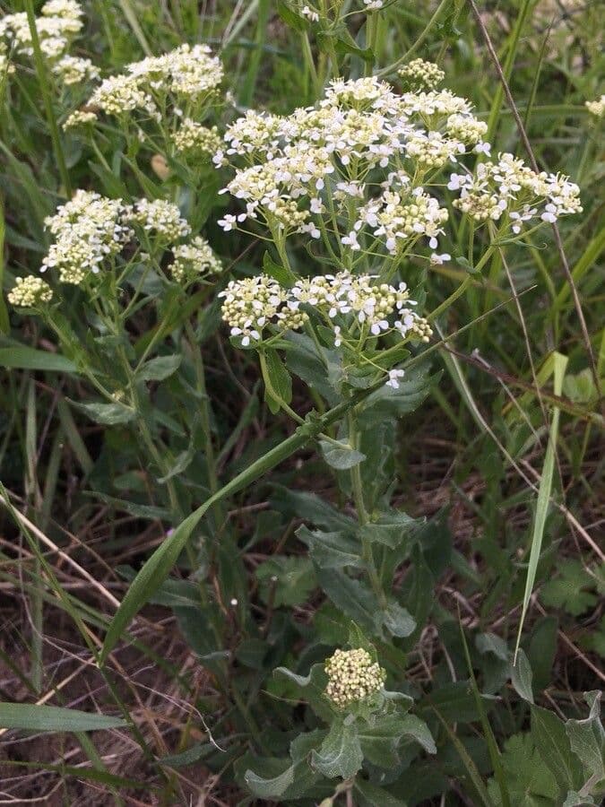 Draba 13
