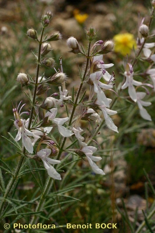 Teucrium pseudochamaepitys 26