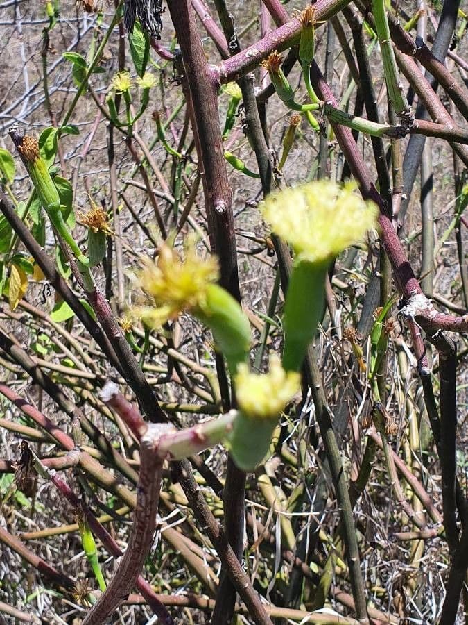 Kleinia odorosa 4