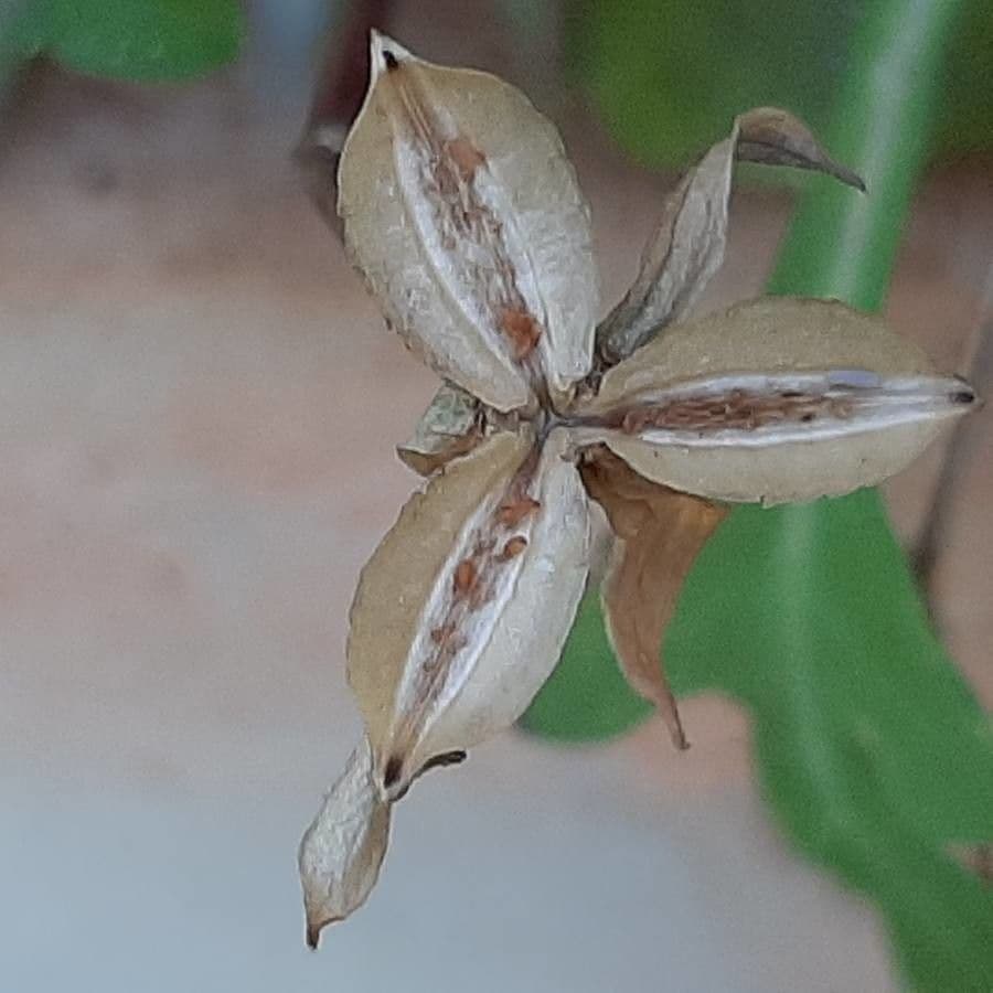 Bedding pansy