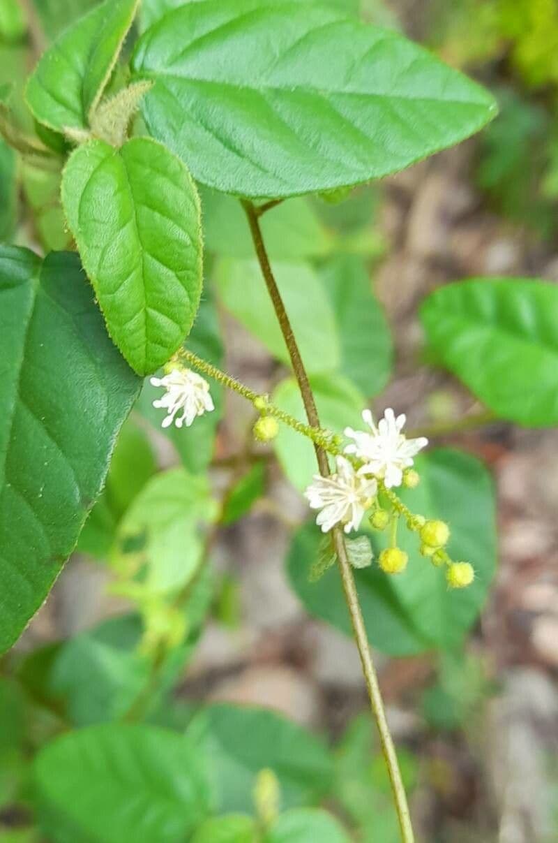 Croton basso