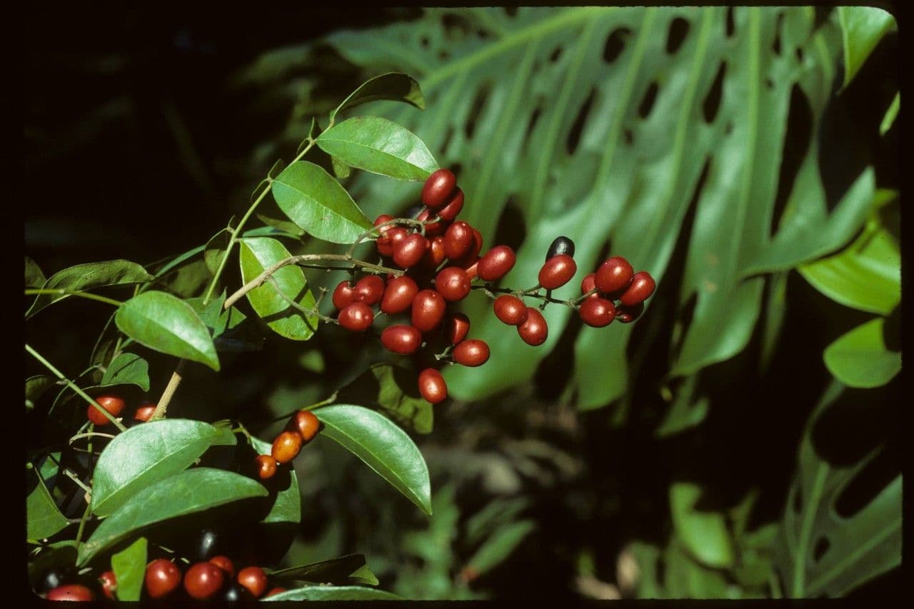 Picramnia pentandra 3