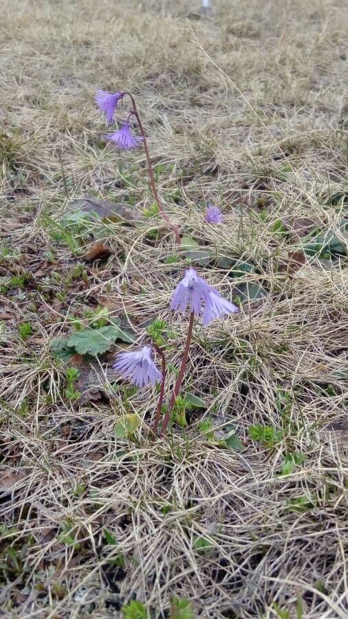 Soldanella comune 20