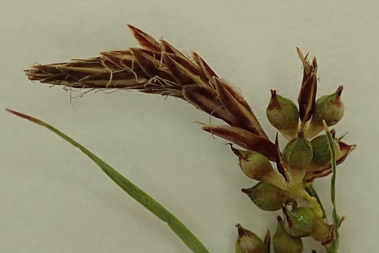 Carice pilulifera 9