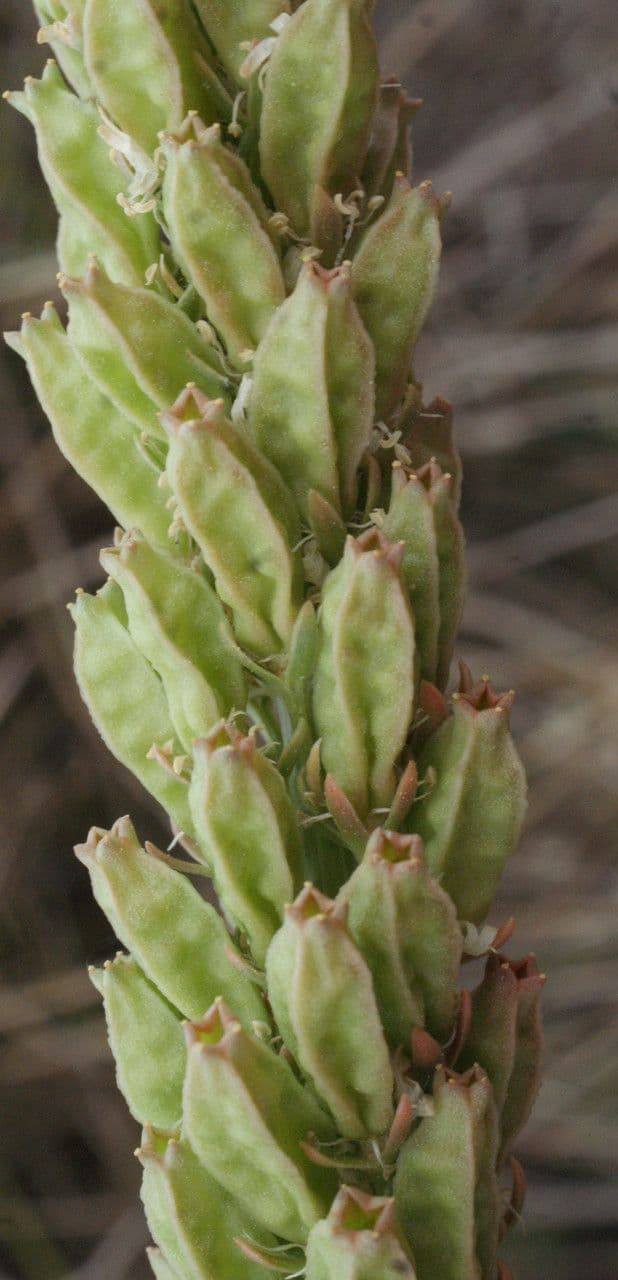 Reseda bianca 3