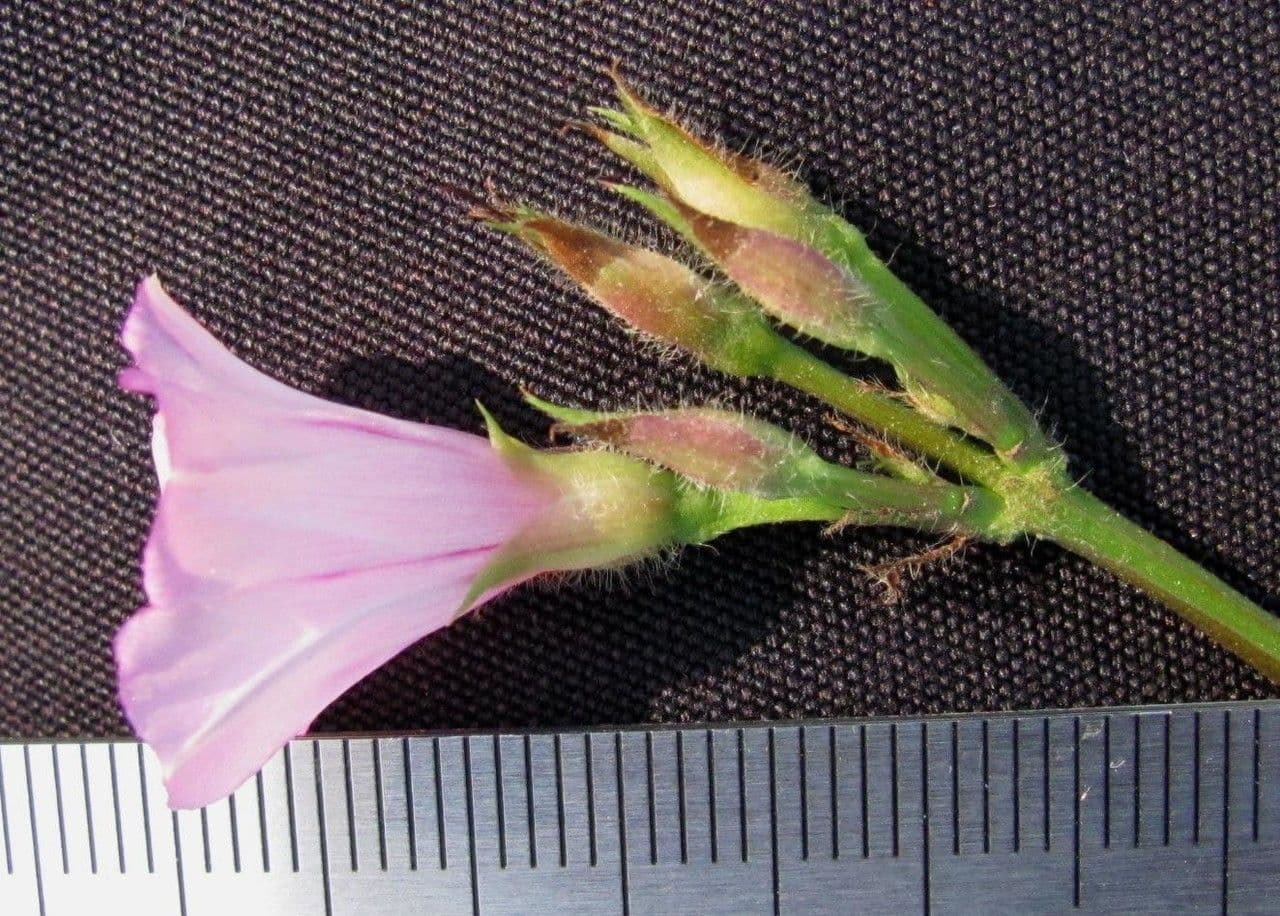 Ipomoea trifida