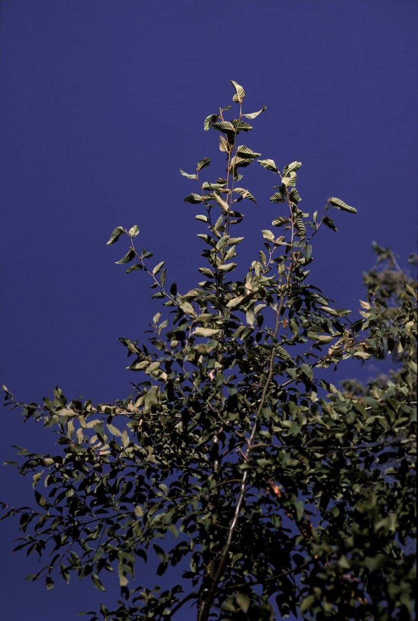 Aristotelia chilensis 10