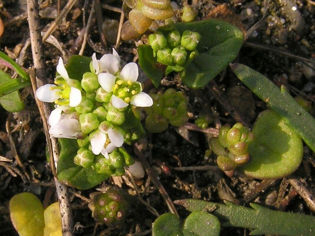 Coclearia danese 9