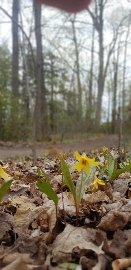 Érythrone d'Amérique 6