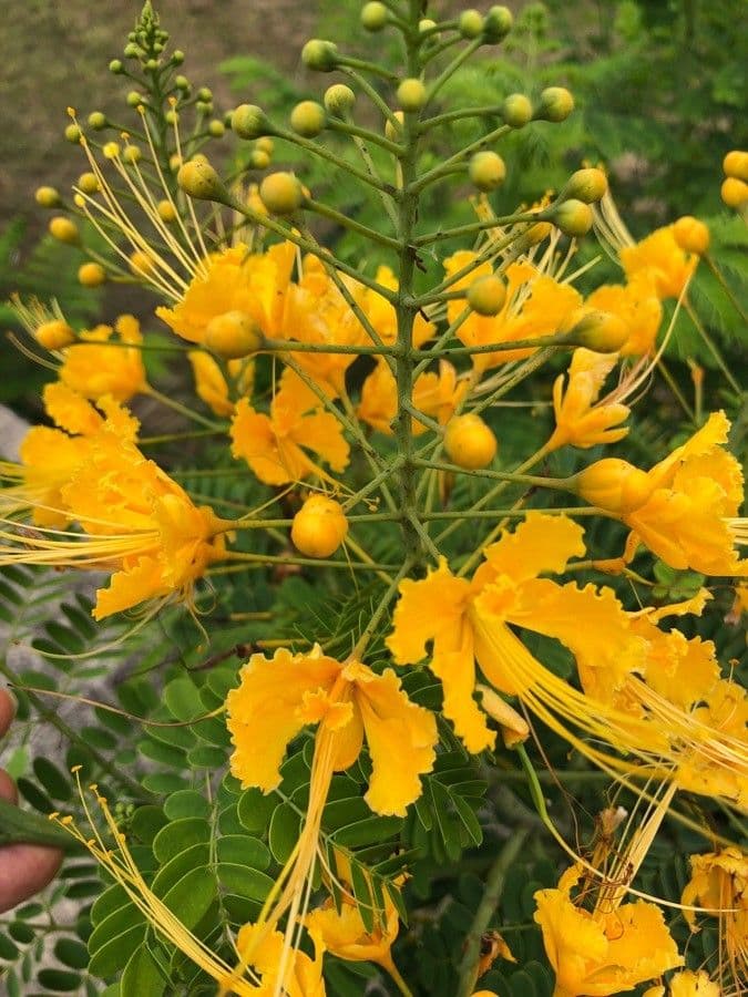 Cesalpinia 9