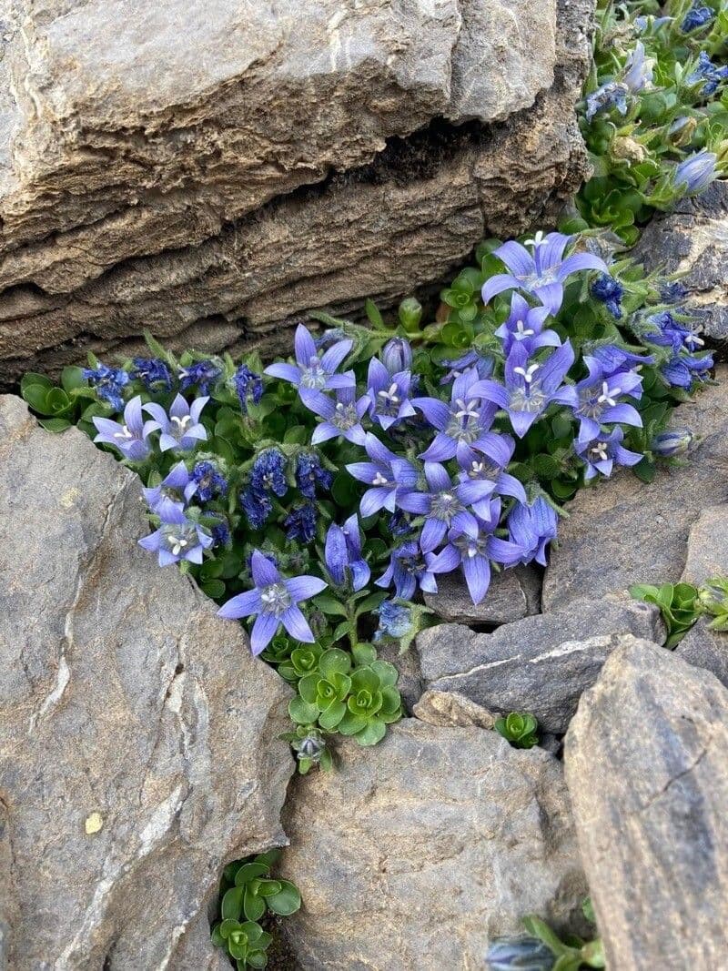 Campanula di Cenis 2