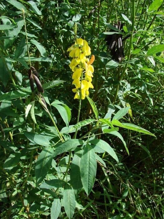 Crotalaria trichotoma 7