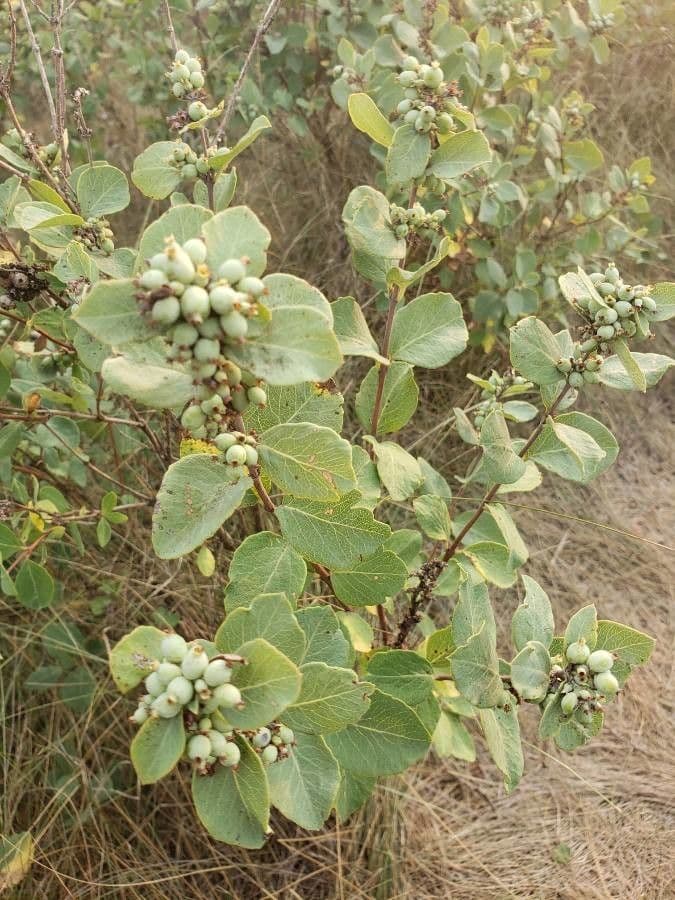 Symphoricarpos occidentalis 15