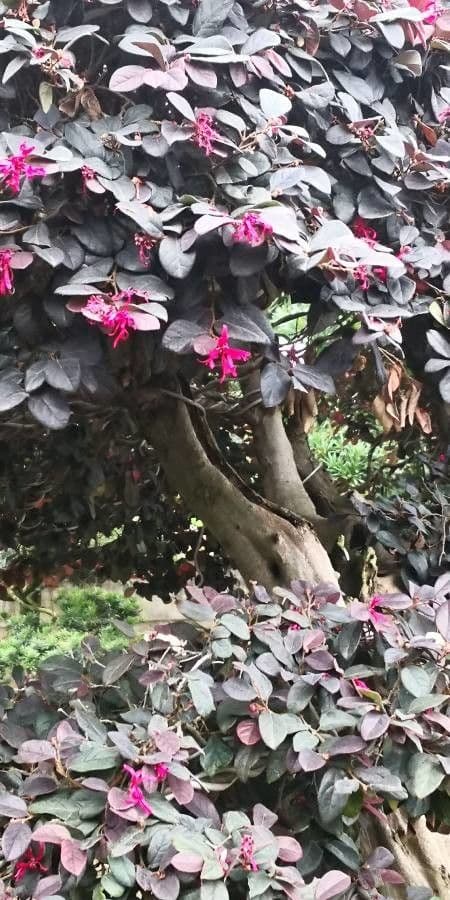 Loropetalum cinese 24