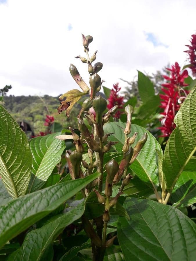 Mantello rosso brasiliano 2