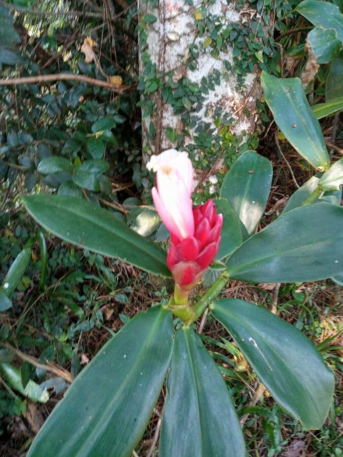 Costus 6