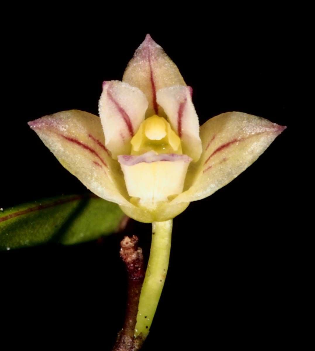 Dendrobium 8