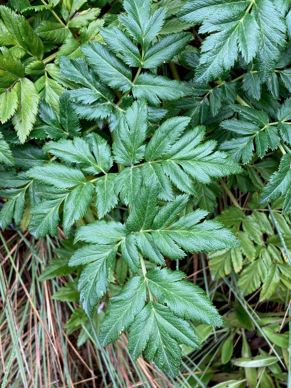 Myrrhidendron 3