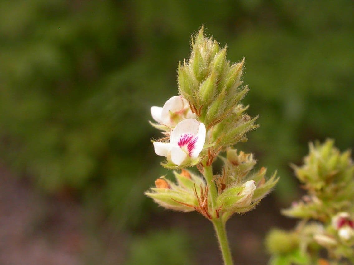 Lespedeza lysá 5