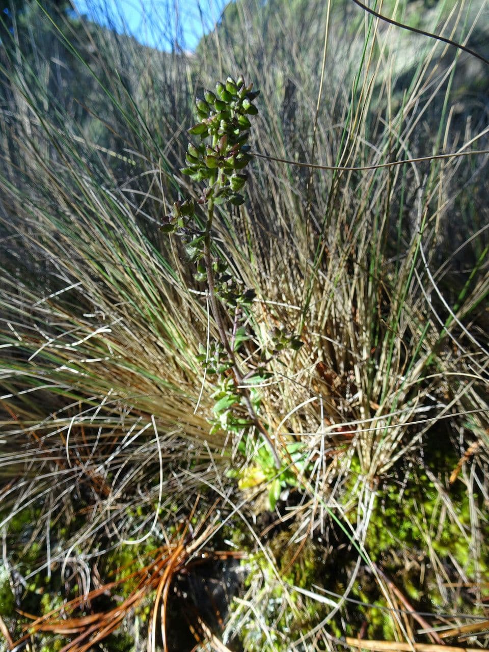 Draba jorullská 3