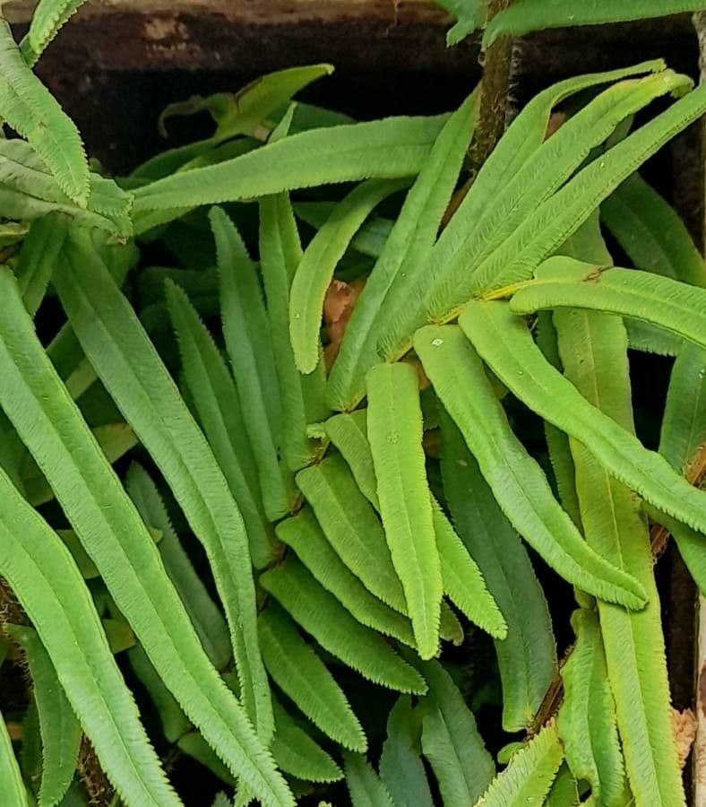 Pteris vittata 11