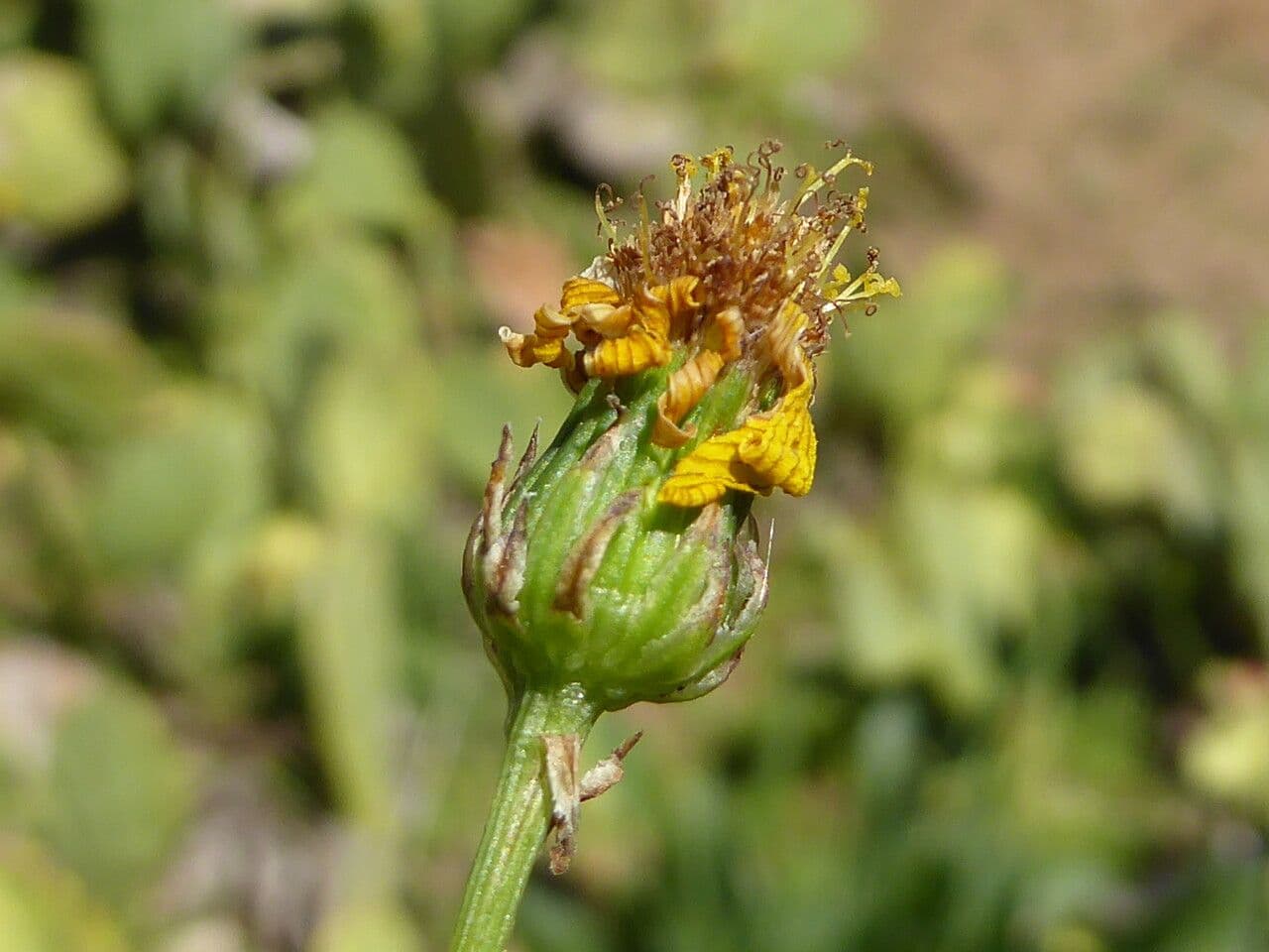 Schmalblättriges Greiskraut 29