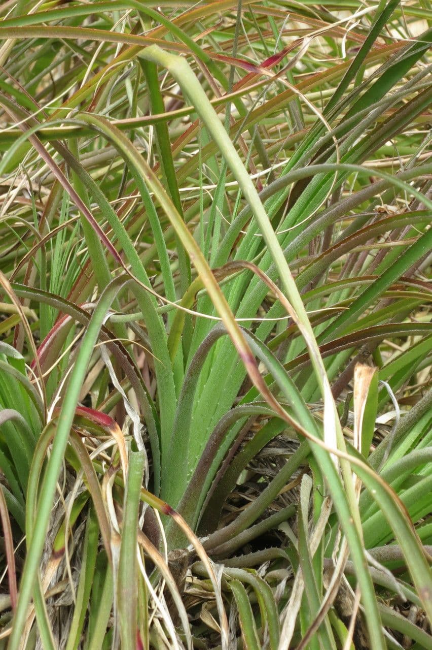 Puya 4