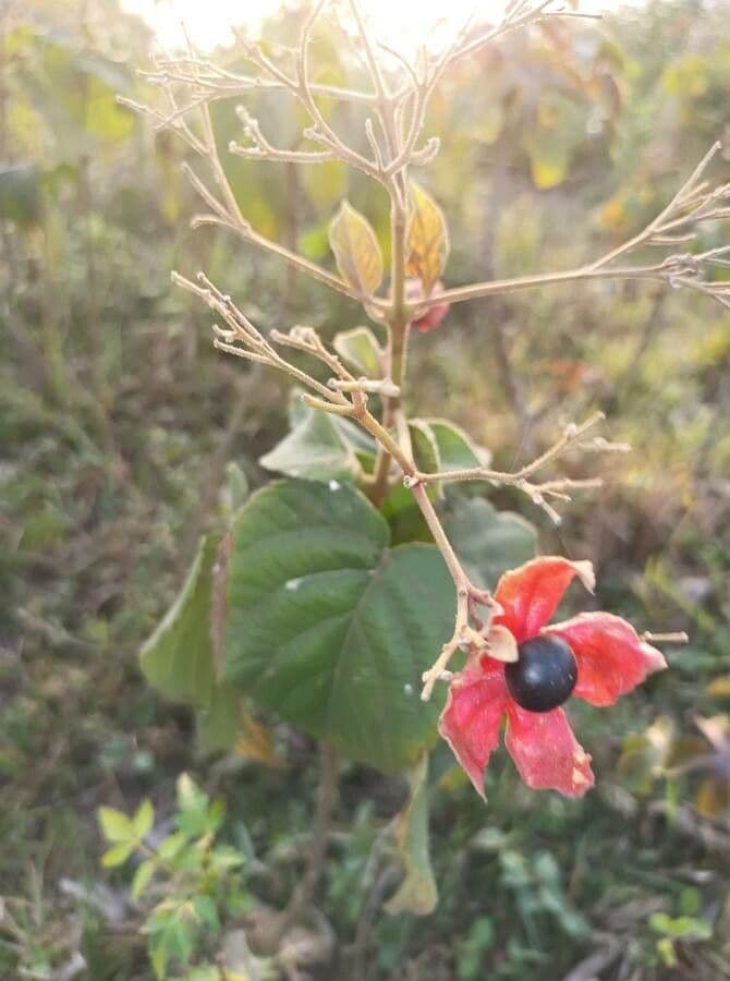 Niewielka 5