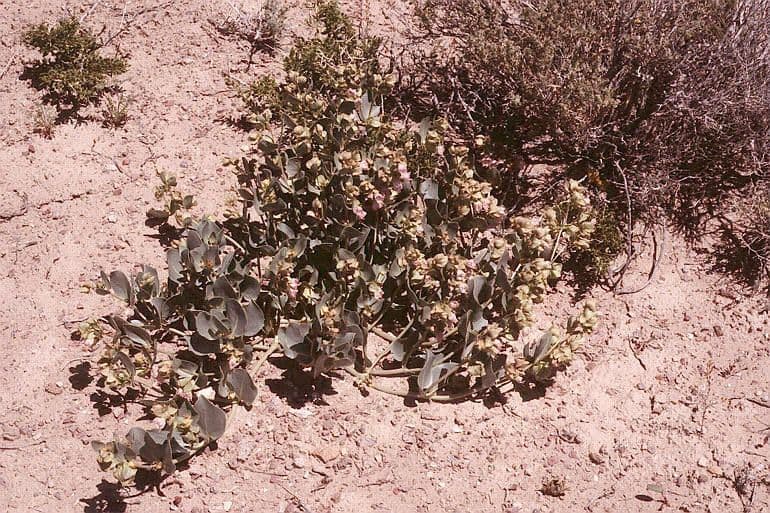 Mirabilis alata 9