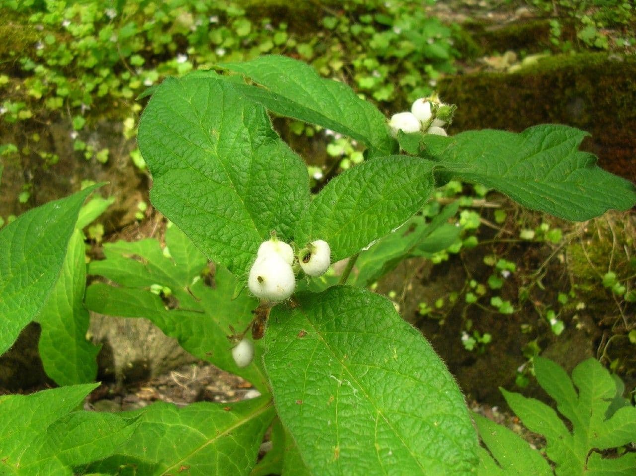 Triosteum 10
