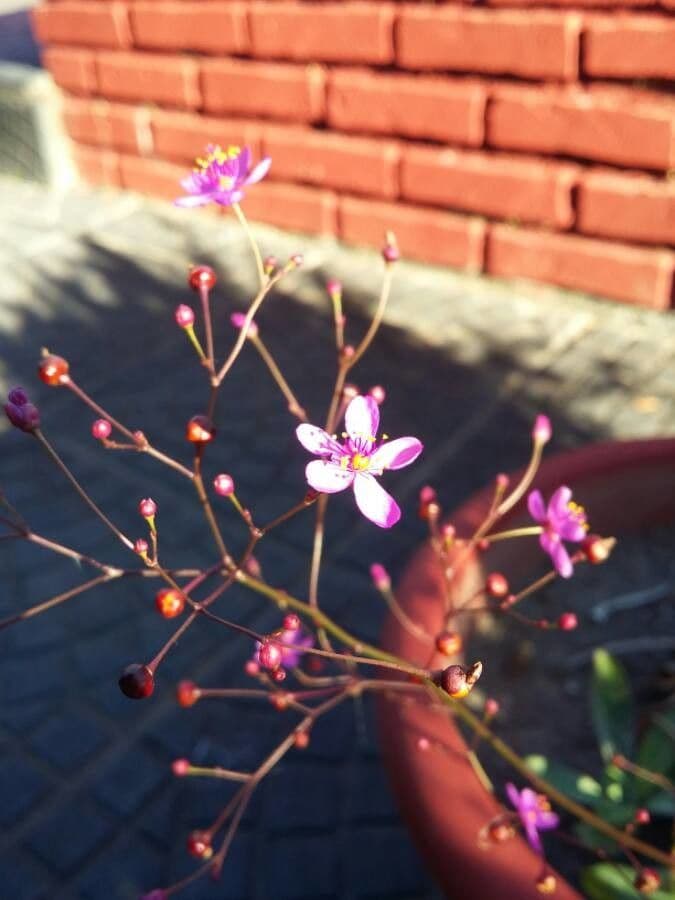 Talinum paniculatum 9