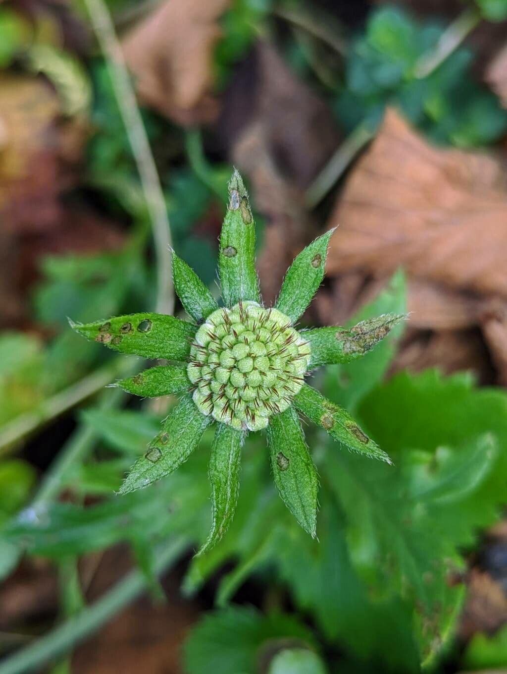 Vedovina selvatica 27