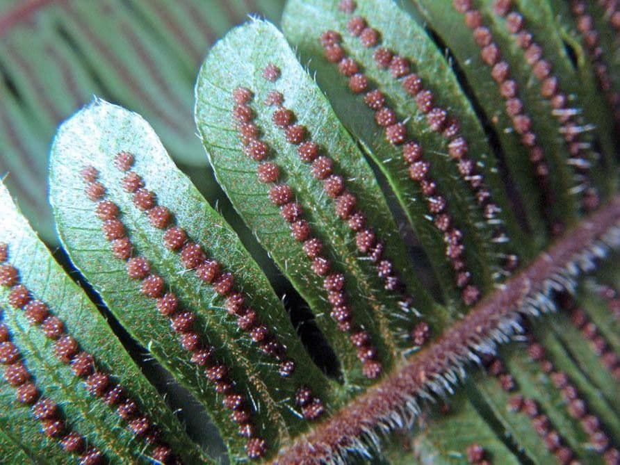 Thelypteris decussata 7