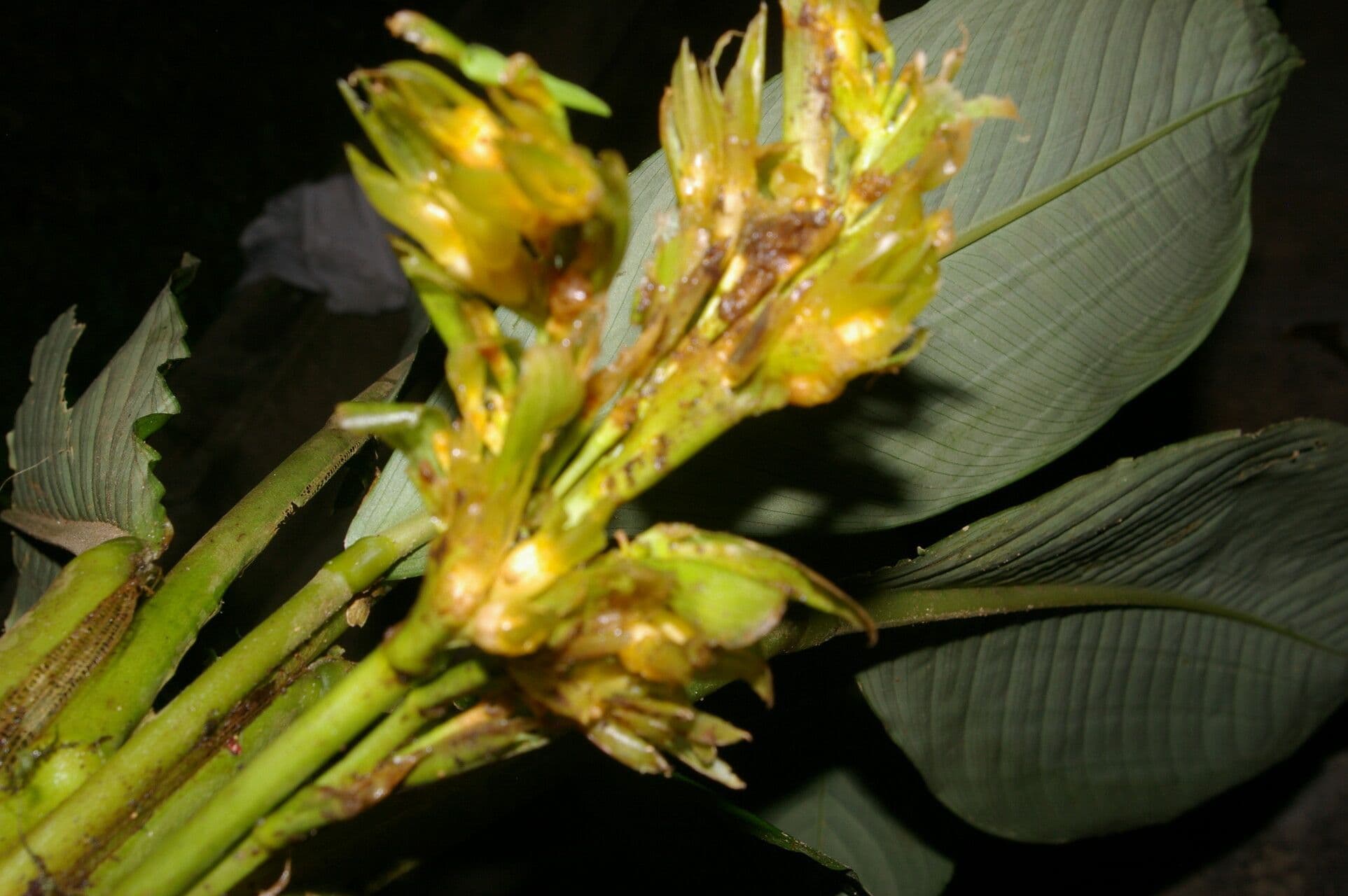 Hylaeanthe 2