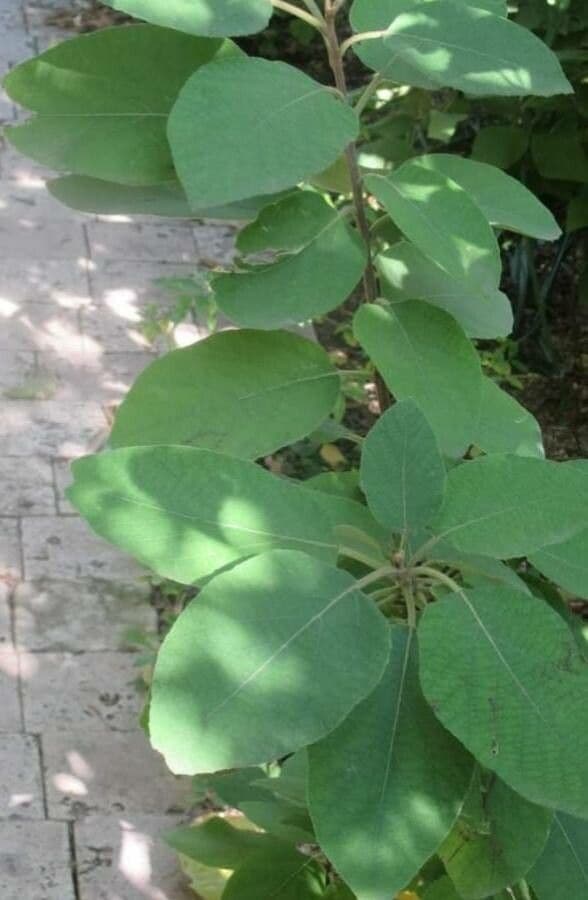 Anacahuita 8