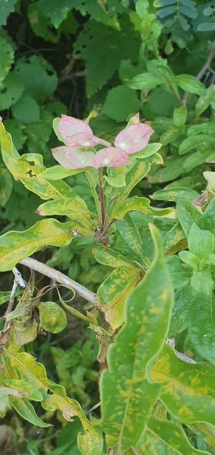 Dirichletia 3