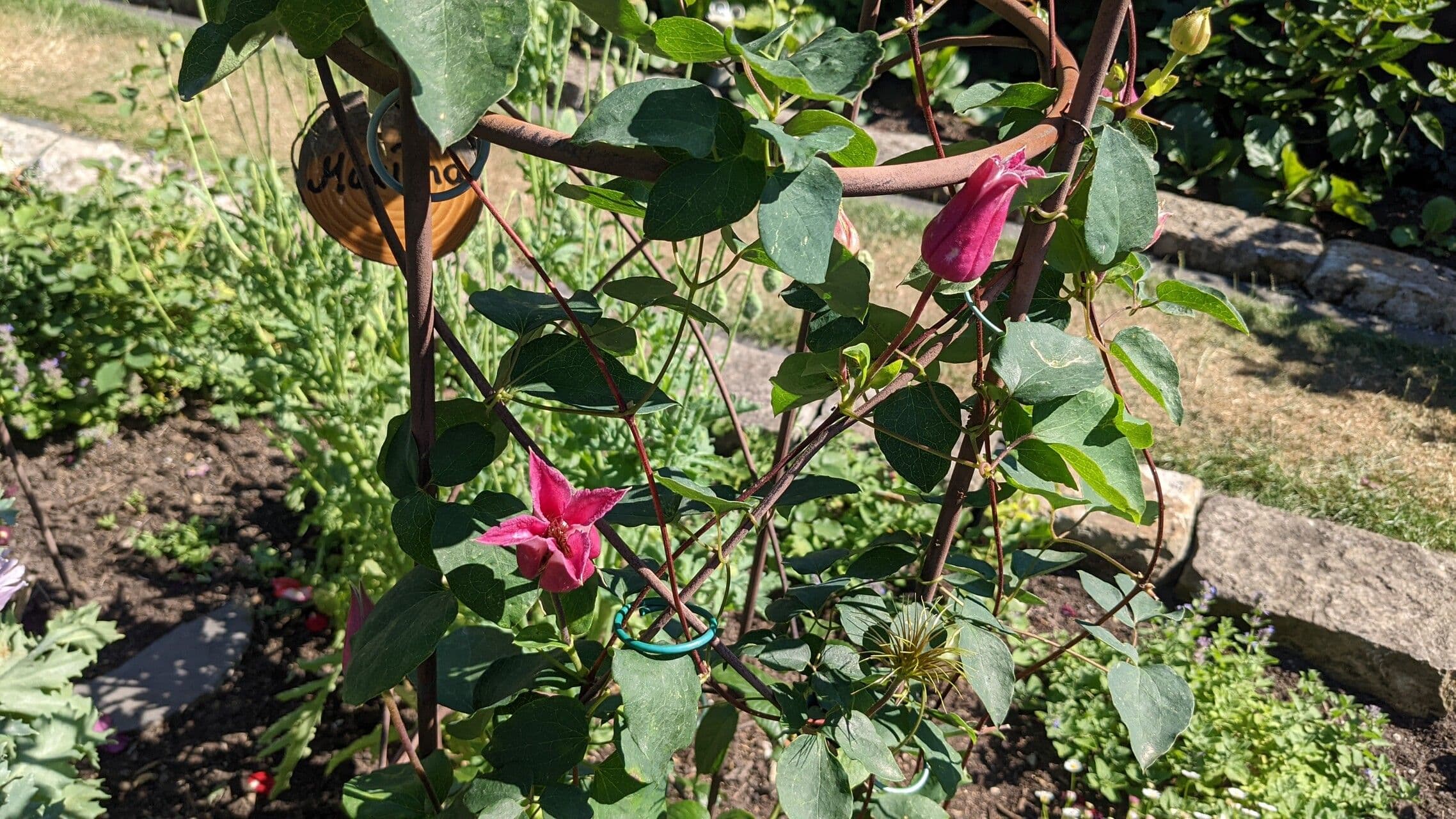 Clematis 13