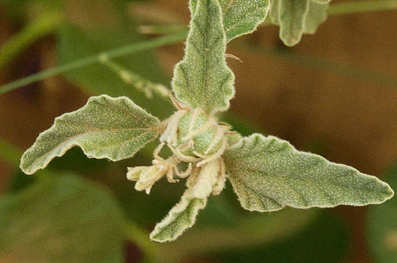 Chrozophora 3