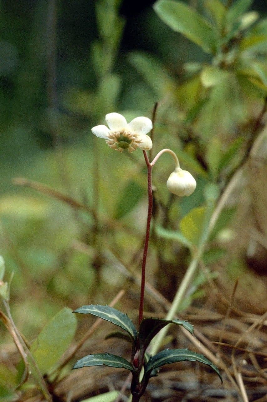 Chimaphila macchiata 15