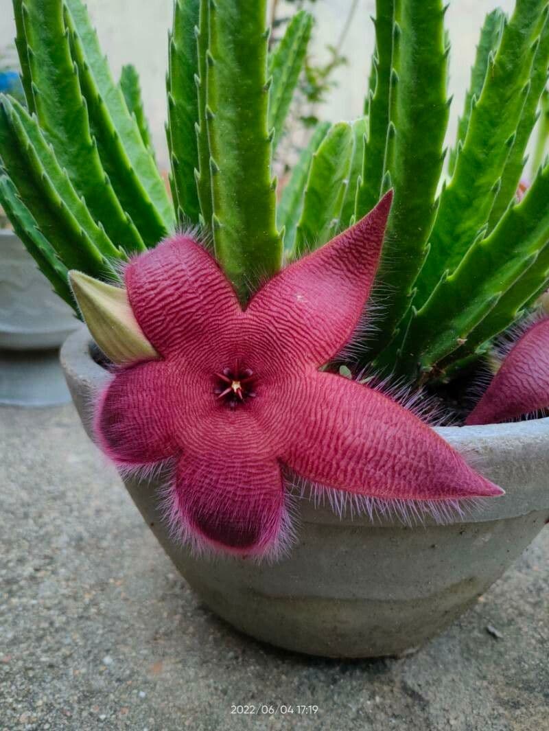 Aasblume 4