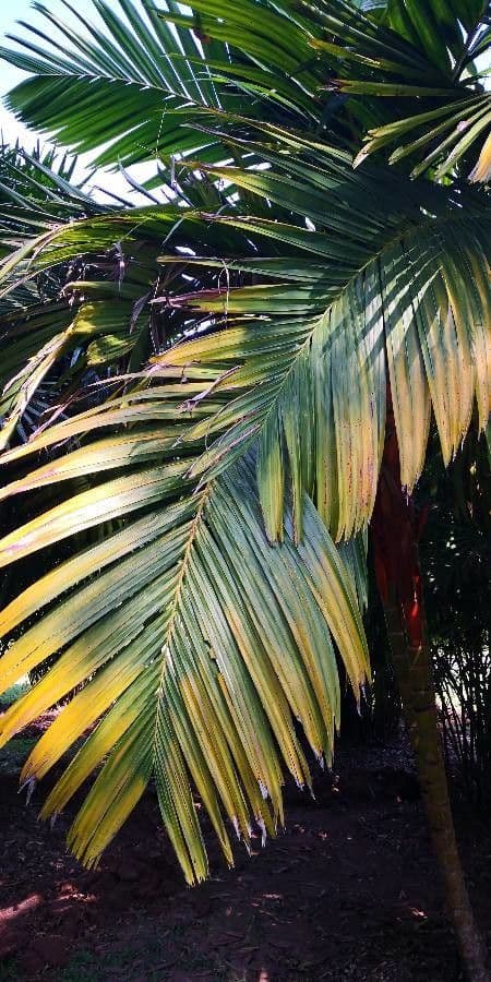 Areca 4