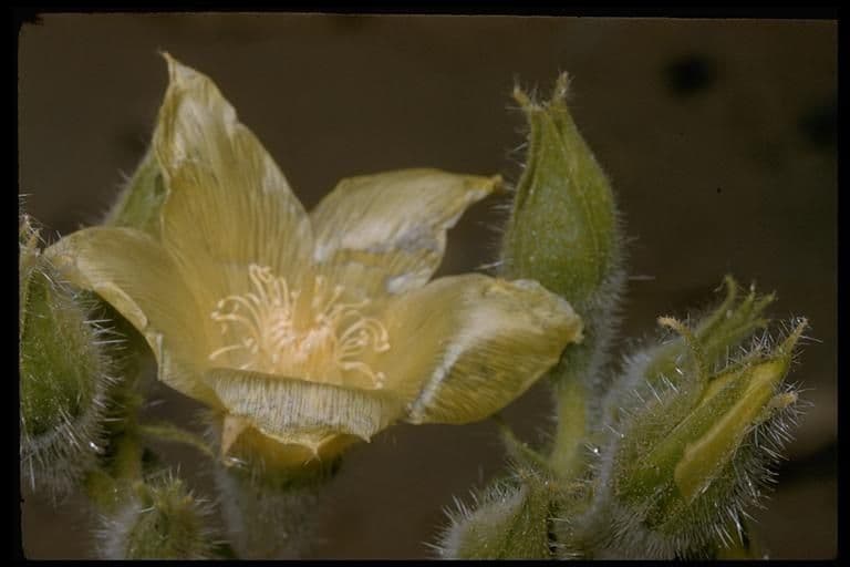 Mentzelia