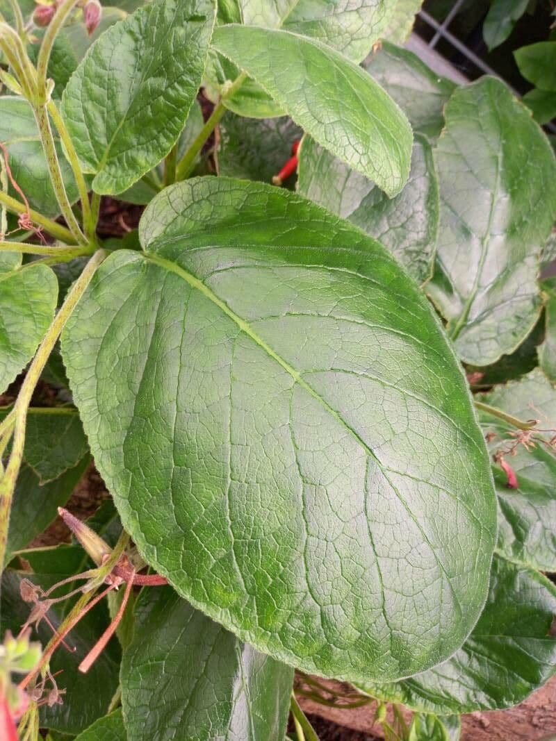 Sinningia 3