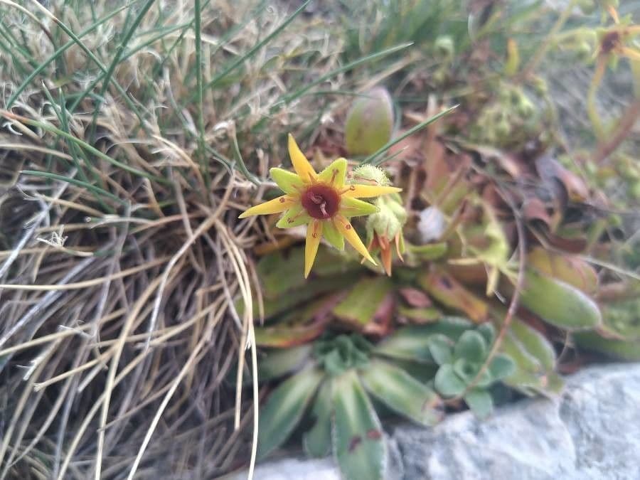 Sassifraga mutata 5