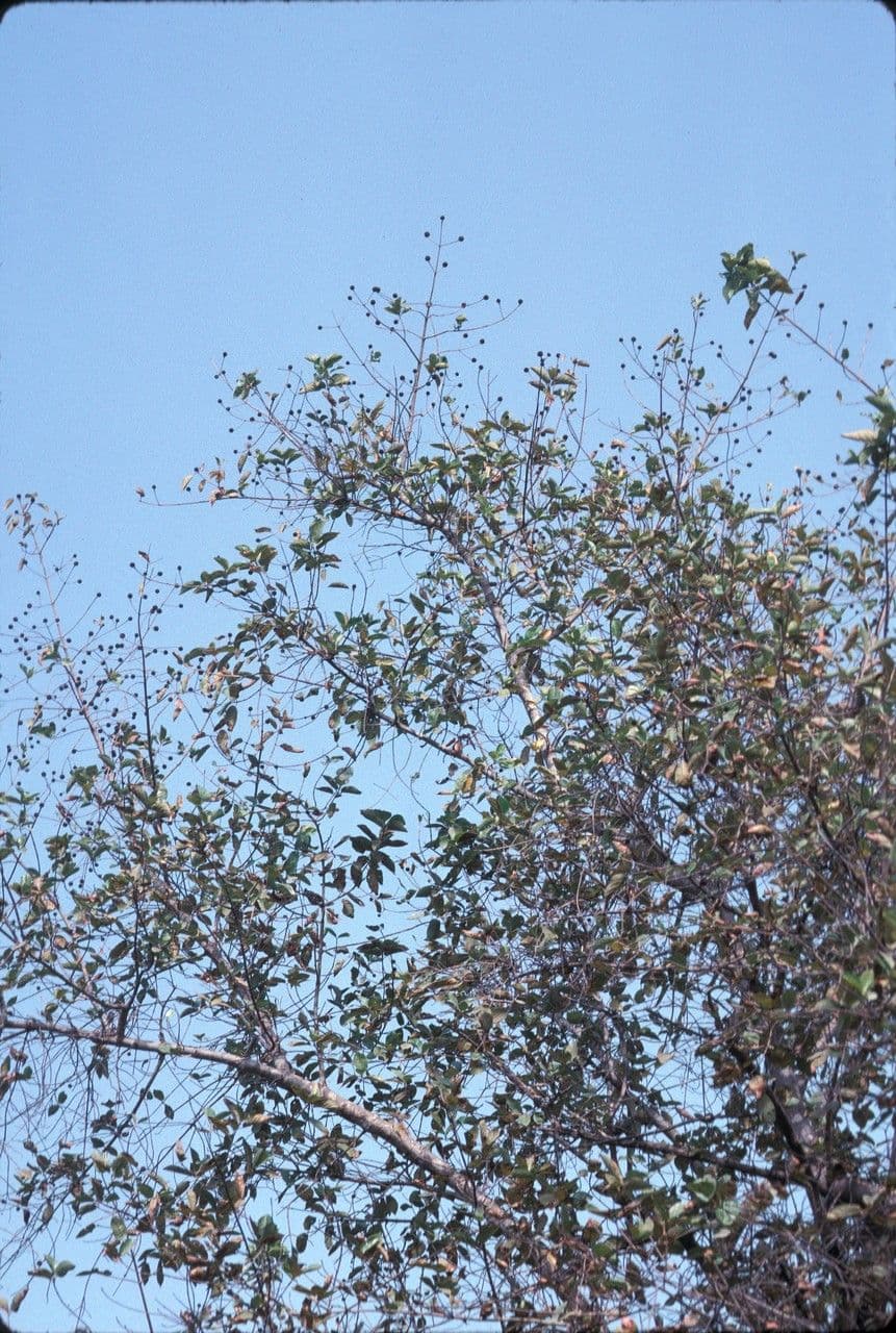 Mitragyna inermis 4