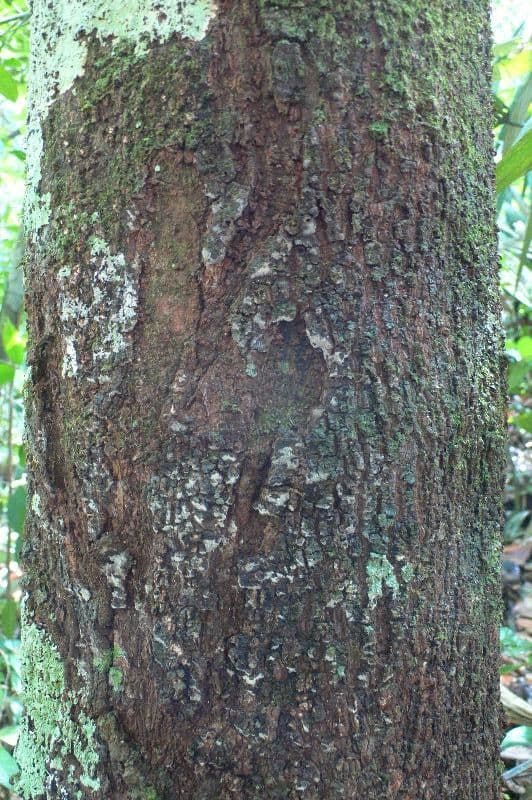 Pouteria 5