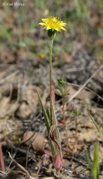 Agoseris annuale 6