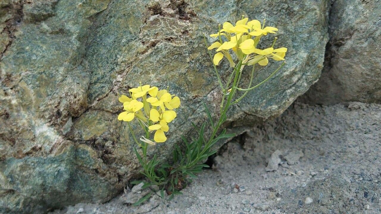 Erysimum rhaeticum 12
